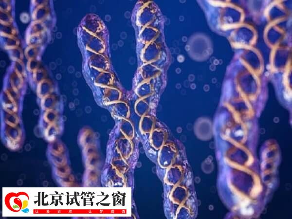 罗氏易位患者做第三代试管婴儿养囊的成功率高吗？(图1)