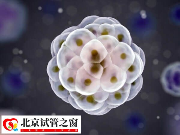 做试管婴儿移植8细胞新鲜胚胎生的男孩多还是女孩多？(图1)